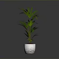 Green Plant with Slender Leaves in White Textured Pot and Red Soil Against Gray Background