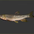 Realistic Silver Fish with Red Yellow Fins on Gray Background and Reflection