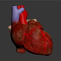 Heart Anatomy Model Medical Device for Detailed Medical Education and Training