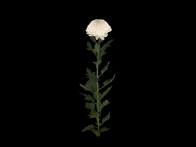 chrysanthemum white chrysanthemum scanning chrysanthemum 3d model