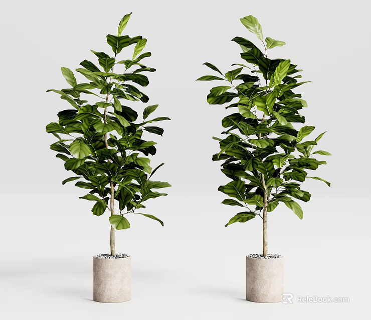Two Lush Green Bonsai Potted Plants In White Concrete Planters 3d model 