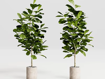 Two Lush Green Bonsai Potted Plants In White Concrete Planters 3d model