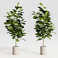 Two Lush Green Bonsai Potted Plants In White Concrete Planters