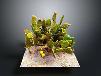 Cactus Plant With Green Pads Yellow Flowers And Sandy Base 3d model