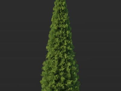 Evergreen Arbor Featuring Tall Conical Shape And Dense Lush Green Foliage 3d model
