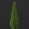 Evergreen Arbor Featuring Tall Conical Shape And Dense Lush Green Foliage