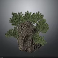 Natural Bonsai Tree On Rock With Lush Green Foliage And Textured Bark