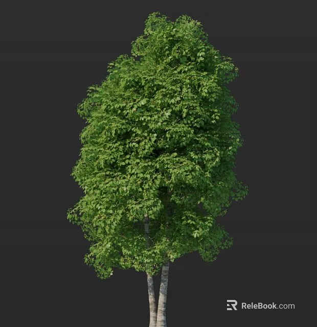 Tall Green Birch Tree With Lush Foliage And White Trunk 3d model 