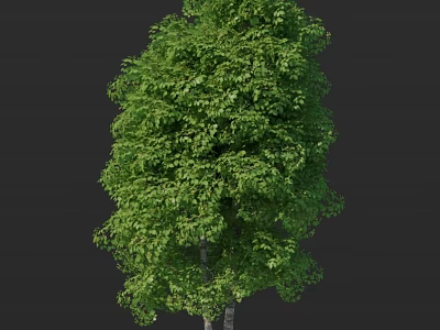 Tall Green Birch Tree With Lush Foliage And White Trunk 3d model
