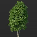 Tall Green Birch Tree With Lush Foliage And White Trunk
