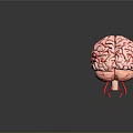 3D Rendered Brain Model Medical Device with Vascular Details for Neurosurgical Training