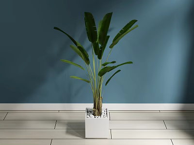 Large Leaf Green Potted Plant in White Square Pot Against Blue Wall on Light Tiles 3d model
