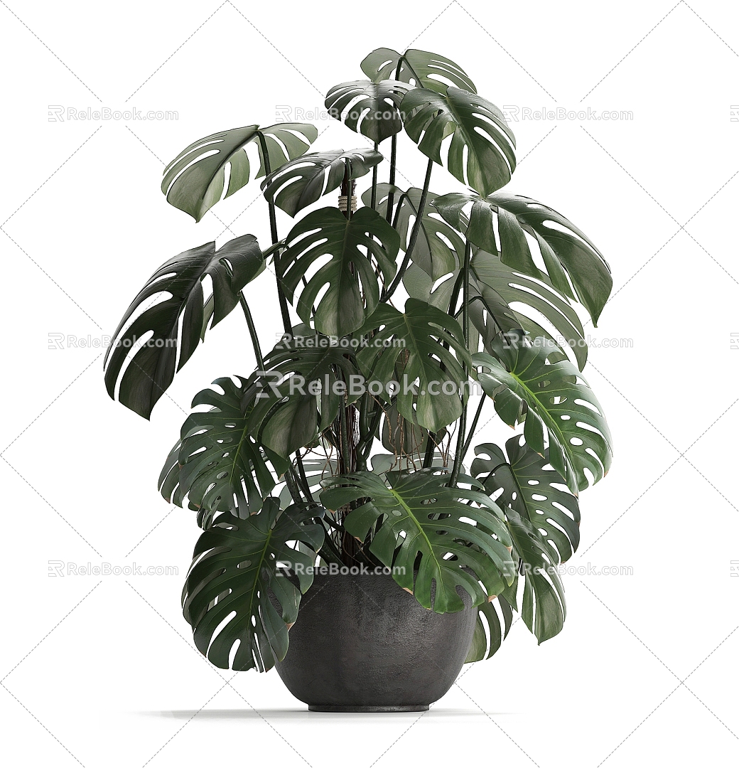 potted green plant indoor plant 3d model