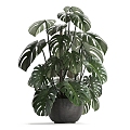 potted green plant indoor plant 3d model