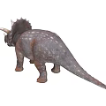 Realistic Triceratops Dinosaur Model With Three Horns Frill And Textured Skin