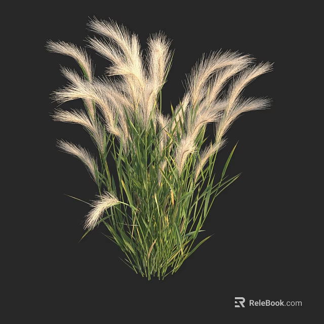 Lush Green Decorative Grass With White Feathery Plumes In Garden Bunch 3d model 