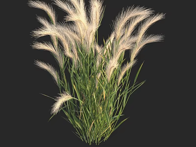 Lush Green Decorative Grass With White Feathery Plumes In Garden Bunch 3d model