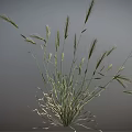 Wild Grass Plant With Long Slender Stems And Green Leafy Blades