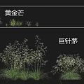 Different Growth Forms of Golden Mango Grass and Giant Needle Grass in Landscaping