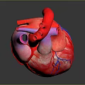 Medical Device Anatomical Heart Model With Detailed Vascular Structure For Education