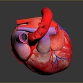 Heart Heart Model Human Heart Heart Anatomical Organ Human Organ Model Human Organ Human Body 3d model