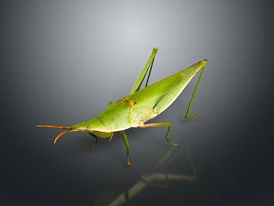 Green Grasshopper with elongated body and long hind legs on gray background with reflection 3d model