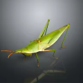Green Grasshopper with elongated body and long hind legs on gray background with reflection
