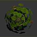 Indoor Green Plant with Round Leaves in Ceramic Pot on Wooden Stand
