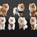 Cute Pomeranian Dogs in Various Outfits Posing on Black Background
