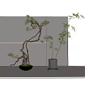 Stylish Bonsai Tree and Bamboo Plant in Black Pots with Grey Screen and Decorative Lighting
