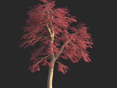 Tall Arbor With Red Foliage Lush Branches And Slender Light Trunk 3d model
