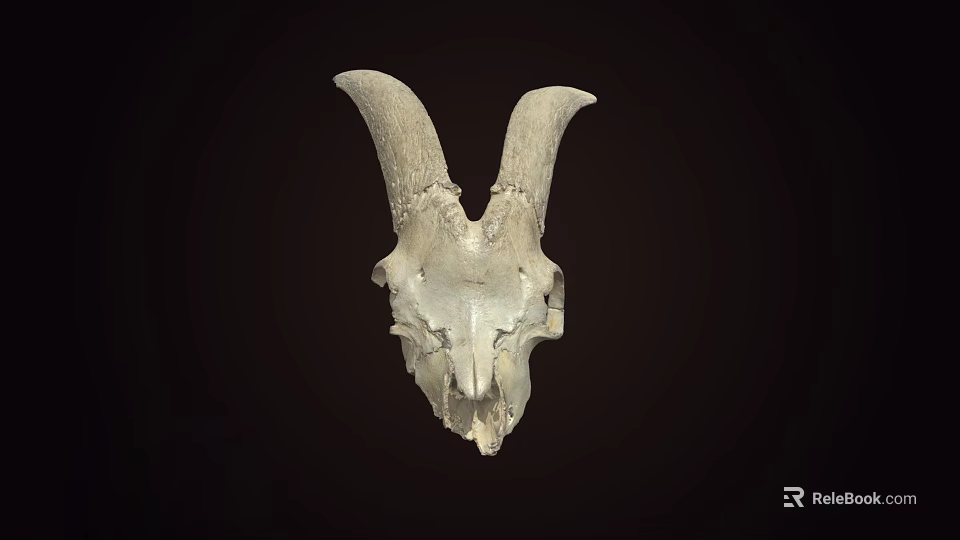 Detailed Sheep Skull With Large Curved Horns On Dark Background 3d model 