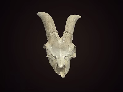 Detailed Sheep Skull With Large Curved Horns On Dark Background 3d model