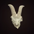 Detailed Sheep Skull With Large Curved Horns On Dark Background