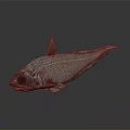 Aquatic Animal Fish With Red Fins Silver Body Reticulated Scales And Reflective Surface On Dark Background
