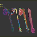 Human Arm Anatomy Displaying Nerve Vessel Bone Muscle And Skin Structures