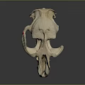 Detailed Animal Skull Organ With Large Orange Canine Teeth And White Bone Structure