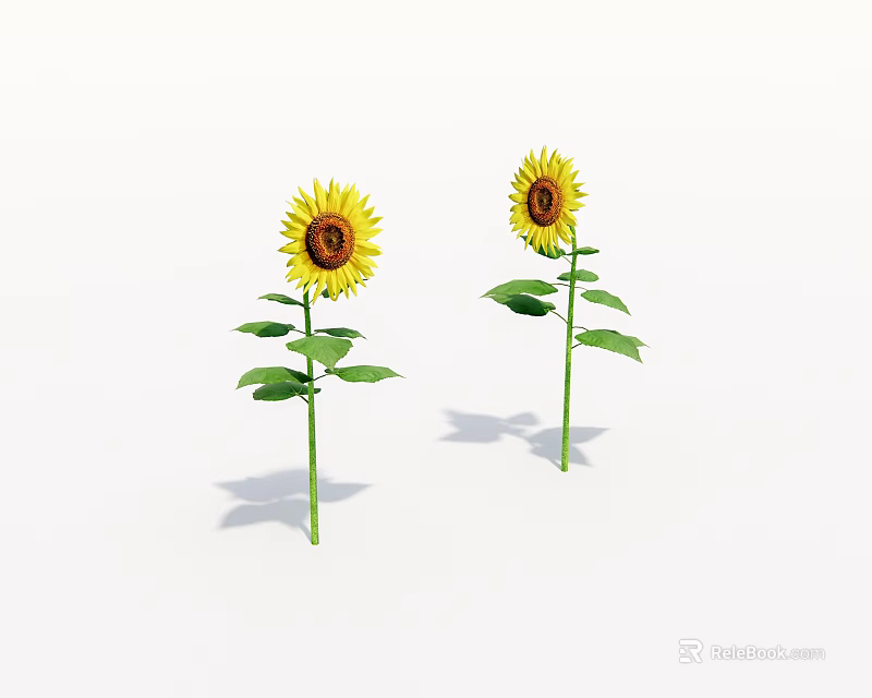 Bright Yellow Sunflowers With Green Stems And Leaves On White Background 3d model 