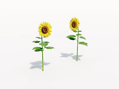 Bright Yellow Sunflowers With Green Stems And Leaves On White Background 3d model