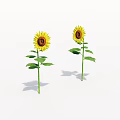 Bright Yellow Sunflowers With Green Stems And Leaves On White Background