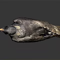 Detailed Bird Figure With Damaged Feathers Orange Beak Claws And Gray Background