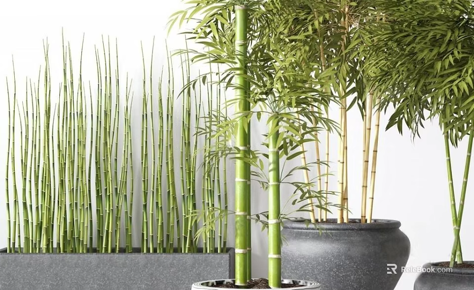 Green Bamboo Potted Plants In Multiple Pots For Indoor Home Decoration 3d model 