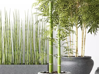 Green Bamboo Potted Plants In Multiple Pots For Indoor Home Decoration 3d model