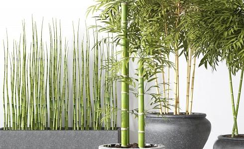 Bamboo 3d model