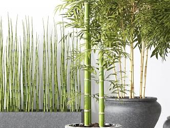 Bamboo 3d model