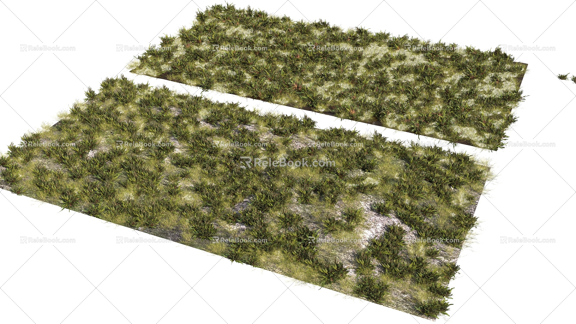 grass grass grass grass grass green plant 3d model