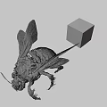 Bumblebee With Yellow Thorax And Colorful Rubik's Cube