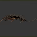 Detailed Realistic Cockroach Model With Segmented Body And Long Antennae 3d model