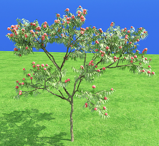 Modern Peach Tree 3d model