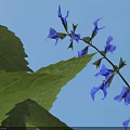 Deep Blue Sage Shrub With Purple Flowers On Circular Green Lawn And Gray Paved Ground